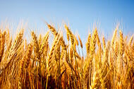 wheat image